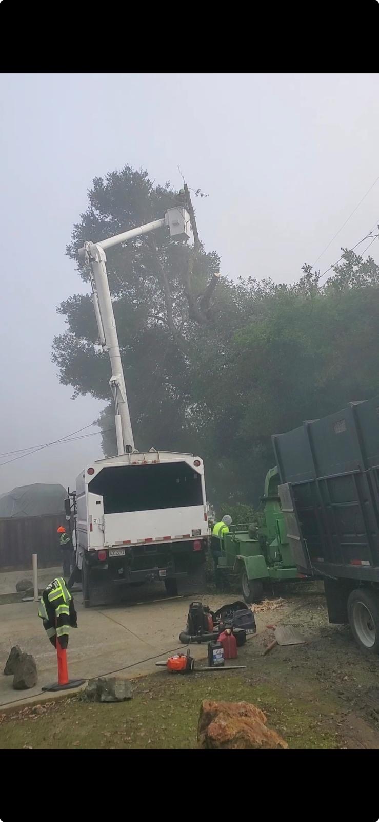 J Sierra Xpert Tree Service crew working a foggy morning job with bucket truck and chipper