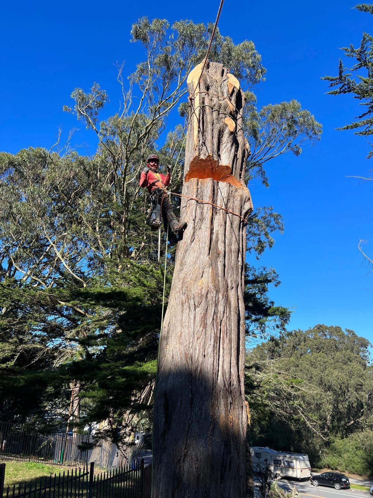 J Sierra Xpert Tree Service climber roped into a large eucalyptus spar during a removal