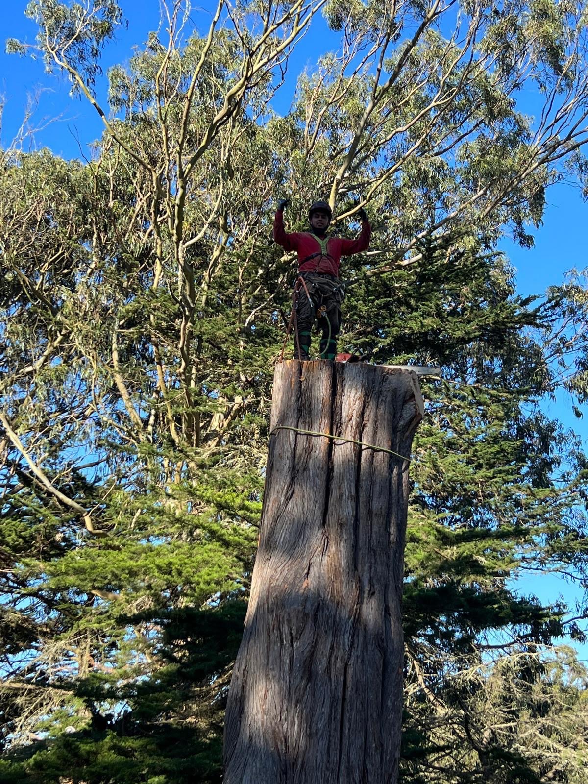 Climber standing on top of a freshly cut eucalyptus trunk