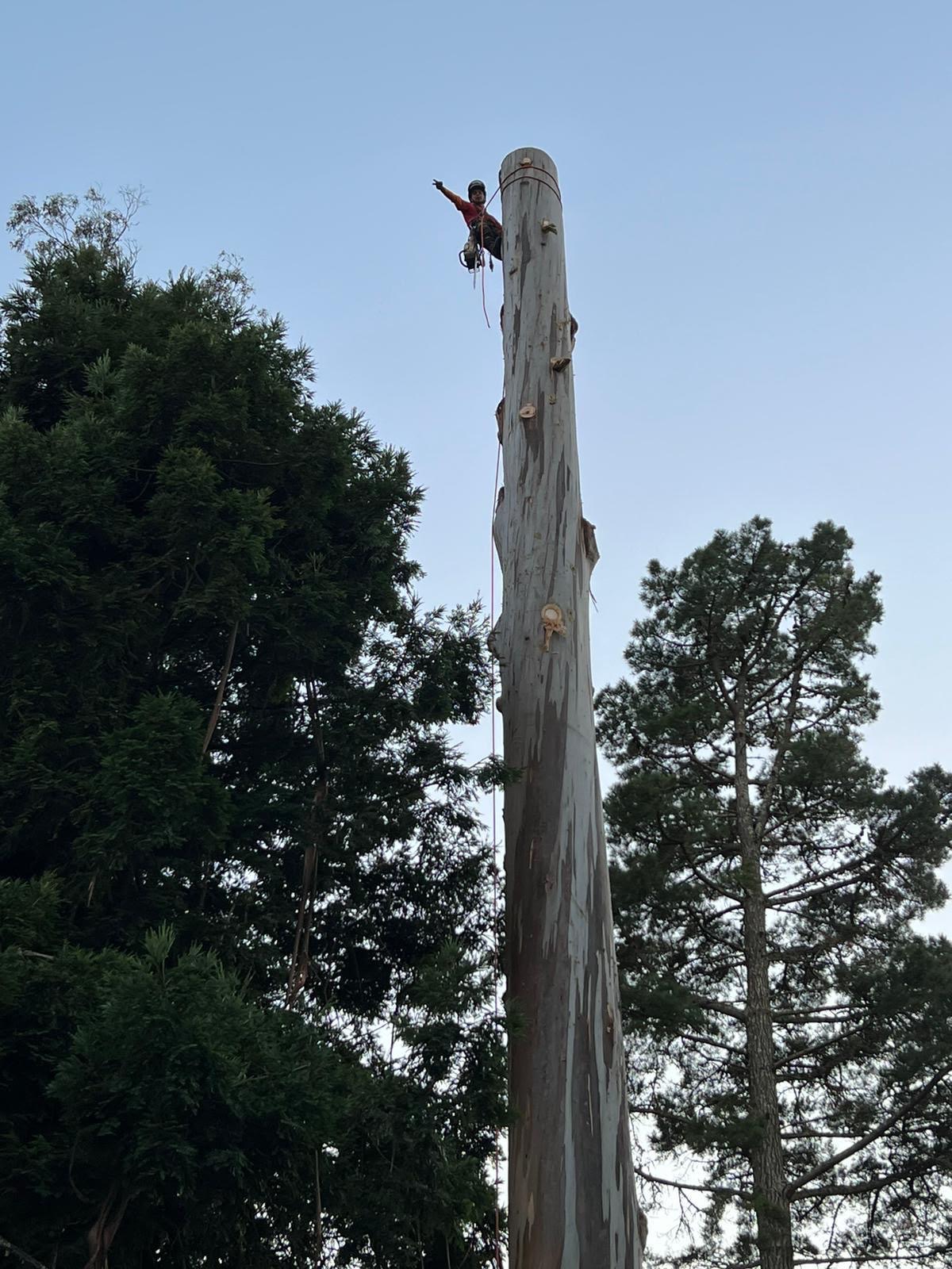 Climber at the top of a stripped eucalyptus spar at dusk