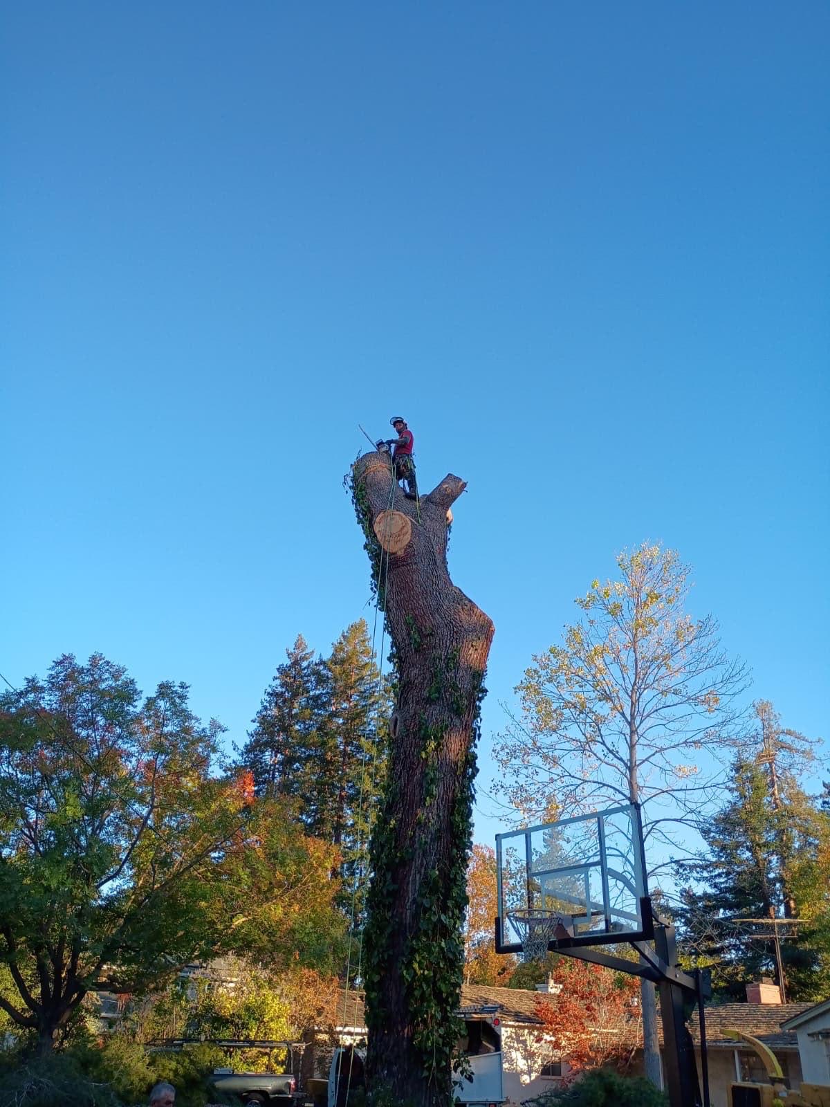 Topping an ivy-covered tree above a residential backyard