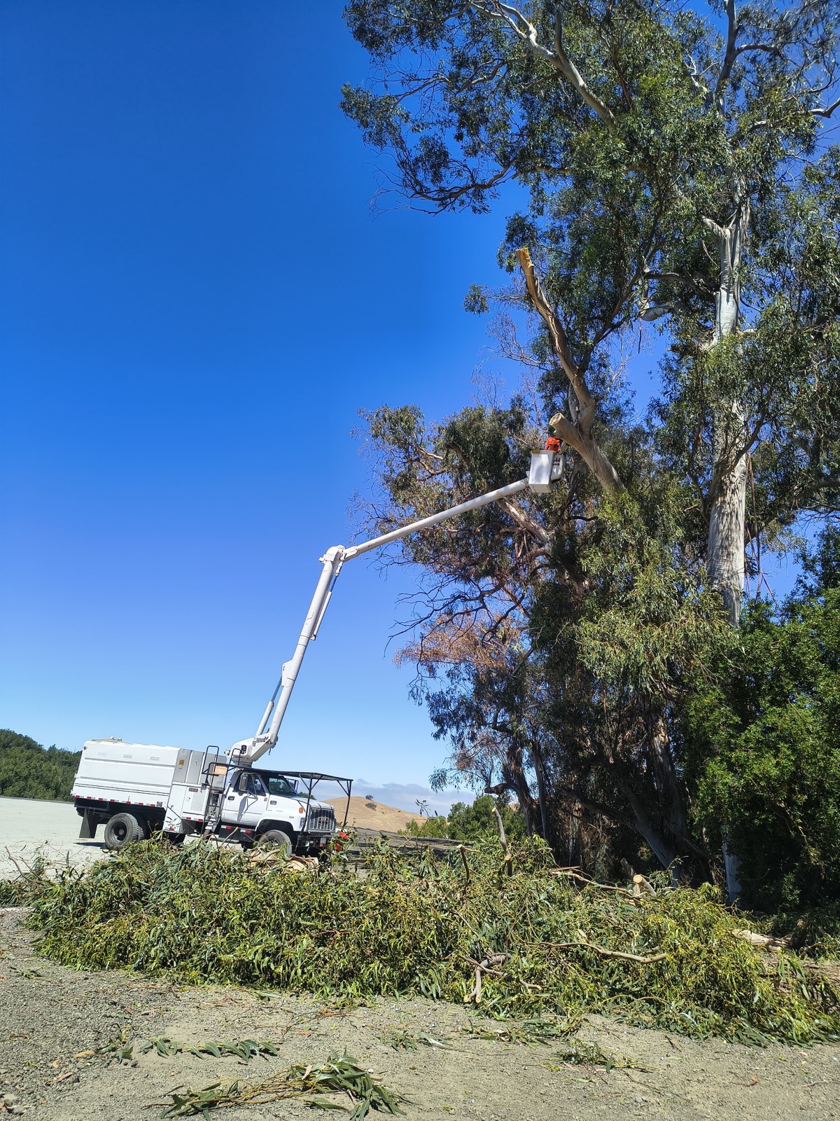 Bucket truck trimming a eucalyptus along an open field