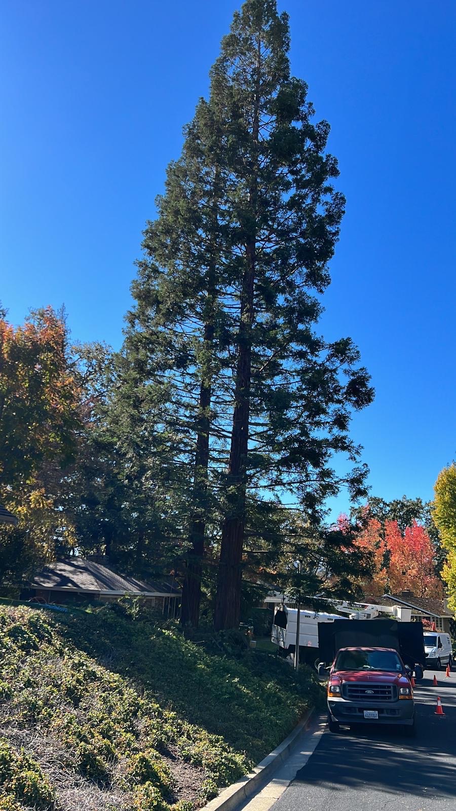 Crew trucks staged on the street for a large redwood job