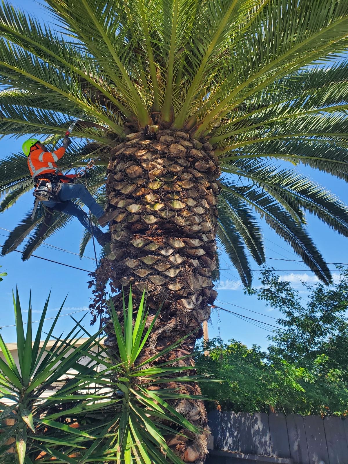 Climber trimming the crown of a Canary Island date palm