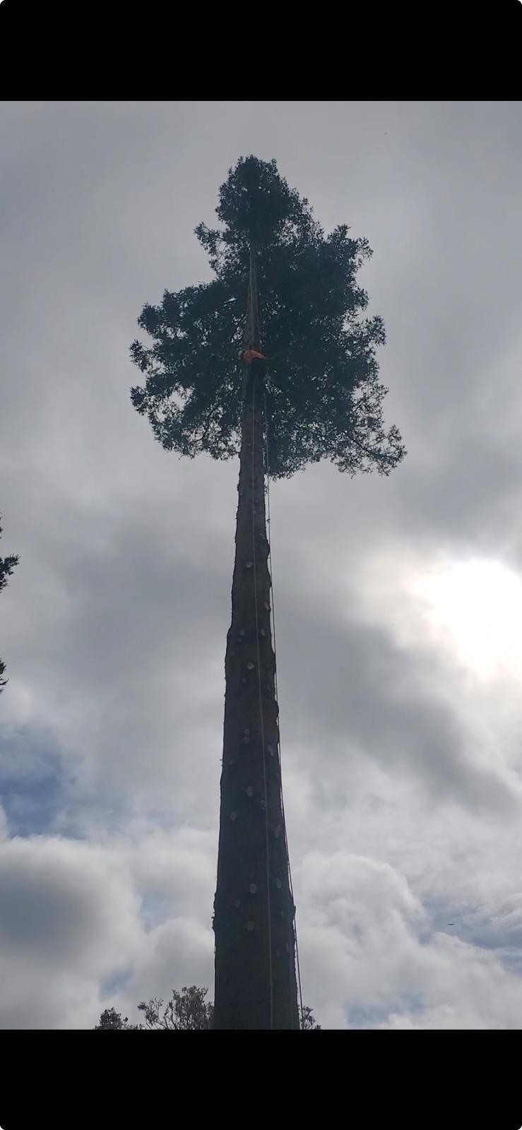 Climber working near the top of a tall redwood