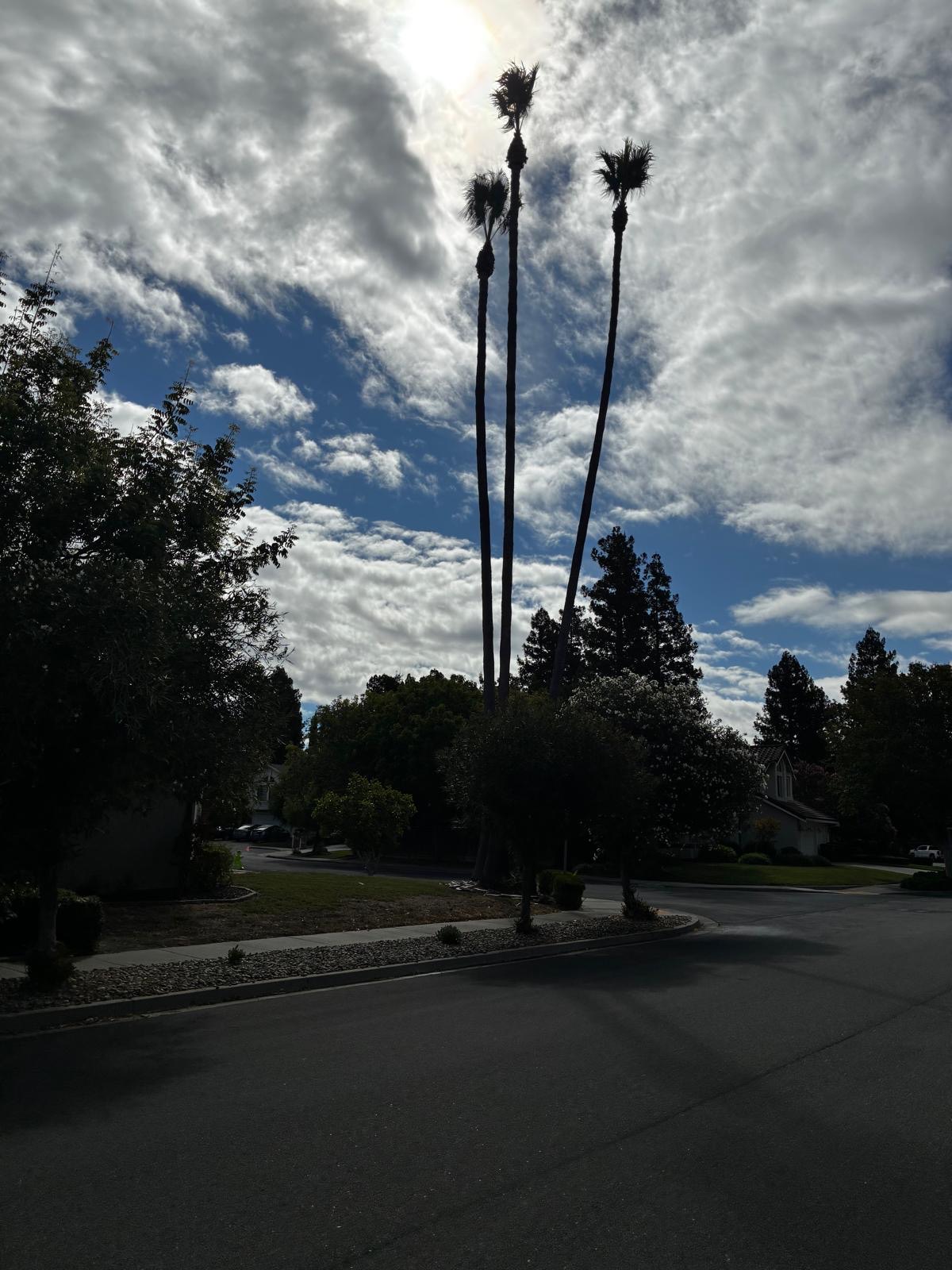 Three tall palms on a residential corner before service
