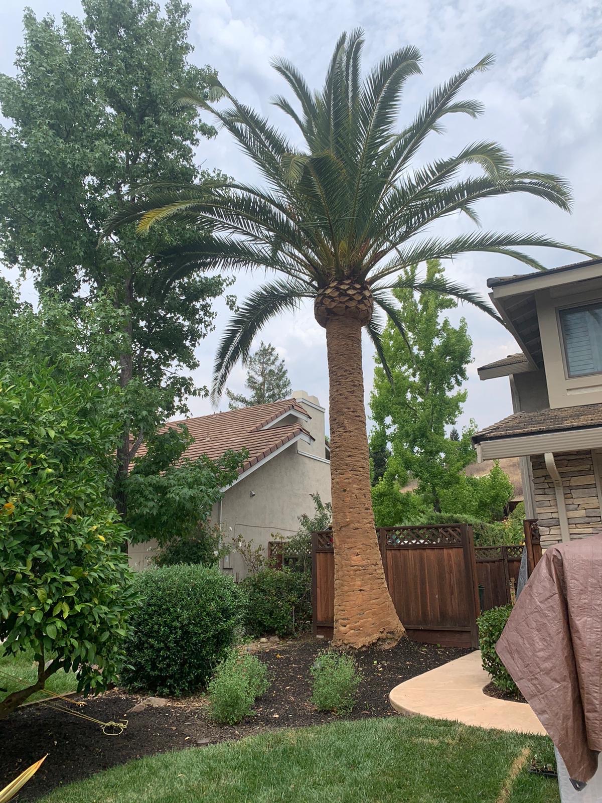 Date palm in a landscaped yard before trimming