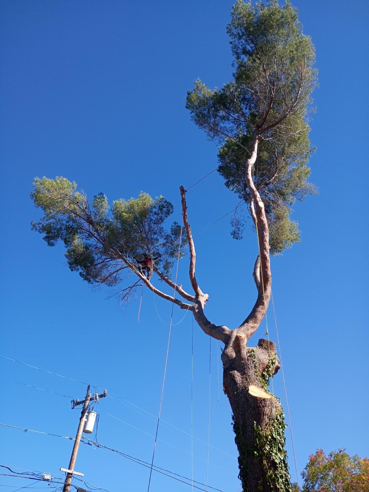 Pine being dismantled with rigging lines beside overhead power lines
