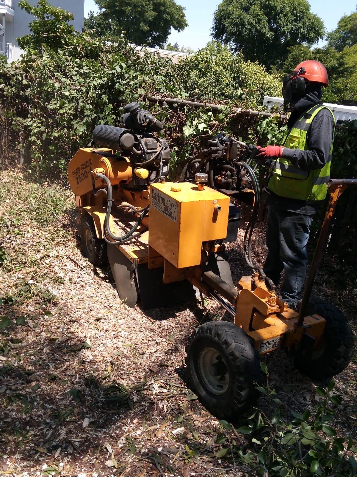 Operator running a Carlton stump grinder through a cleared stump