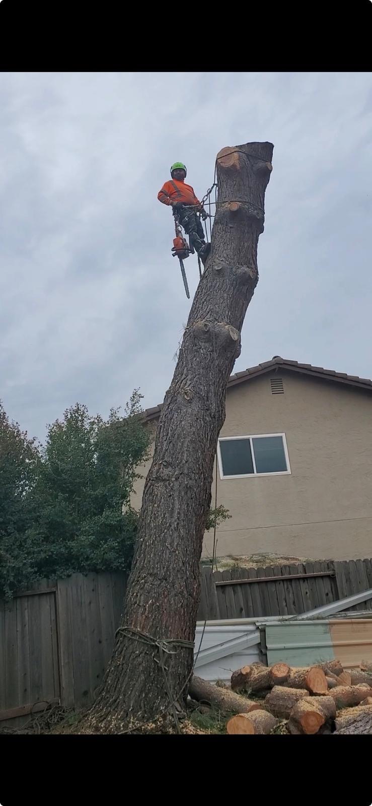 Climber sectioning a pine down to the trunk in a fenced backyard
