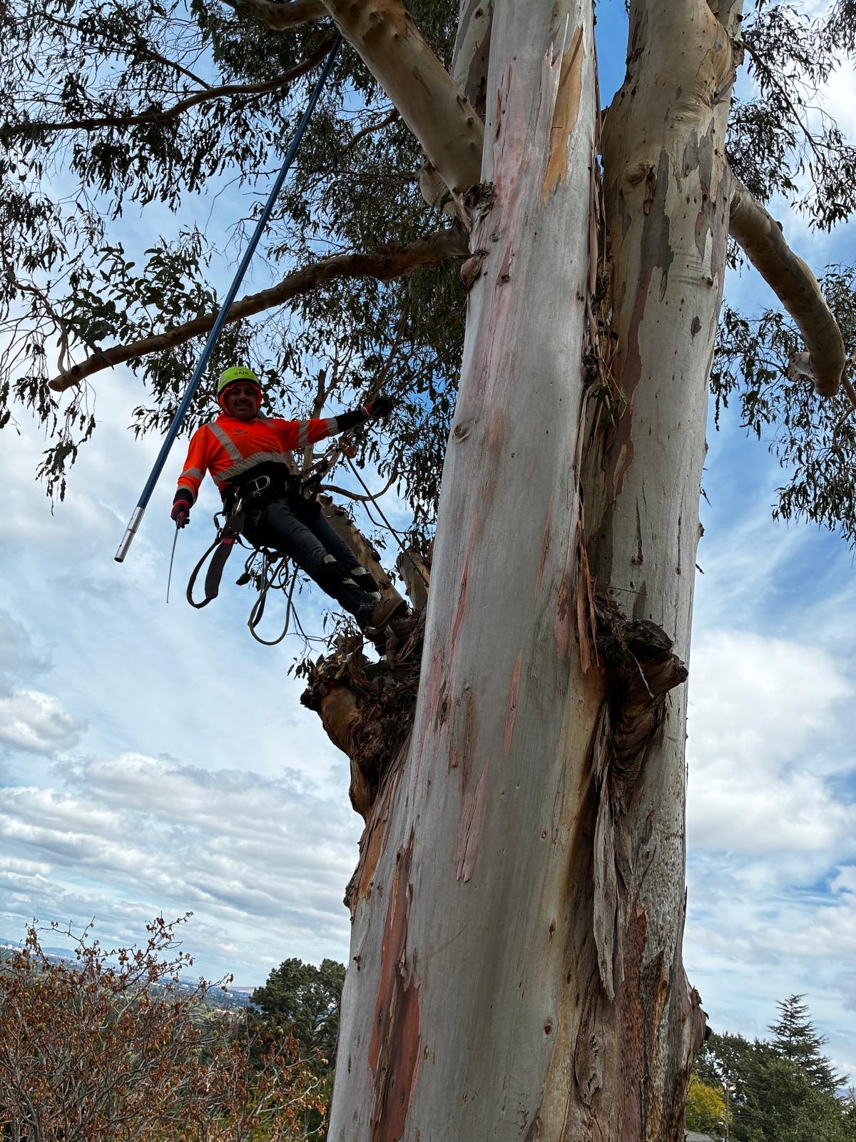Climber with a pole saw trimming limbs high in a eucalyptus